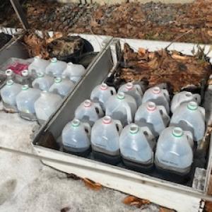 Milk jugs on the ground