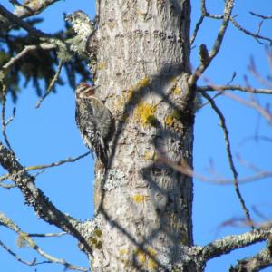 Although most yellow-bellied sapsuckers migrate south for the winter, a few individuals stay, like this one photographed on Matinicus Island in January a few years ago. Courtesy of Jeff Wells