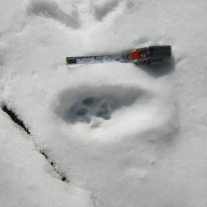 paw print in the snow with measuring tape
