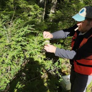 Brian Milakovsky places a lab-grown beetle colony on a hemlock tree