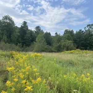 Closeup of sky, tree, field