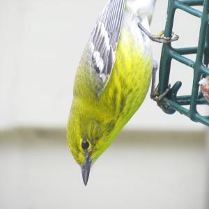 Pine warblers are one of two regular warblers who winter in small numbers in Maine. They are most often spotted feeding on suet at  backyard bird feeders like this one was, at a feeder in Boothbay several years ago. Courtesy of Jeff Wells