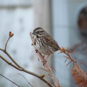 Song sparrows and other birds will live with each other's close presence when feeding, at least to a point. But they can hold their own even against larger birds when they need to. Photo courtesy of Jeff Wells.