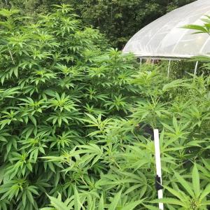 Marijuana plants