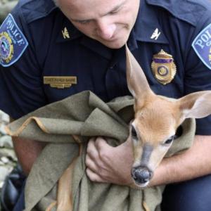 https://www.penbaypilot.com/article/camden-police-come-rescue-injured-fawn-head-harbor/18038