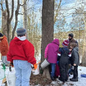 People tap sap from a tree