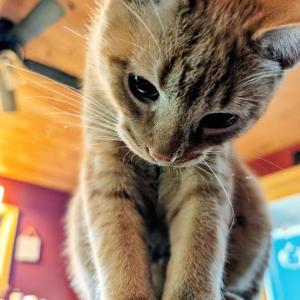 Who wouldn't vote for this face? Photo courtesy Natalie Dame