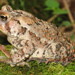 American toad