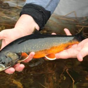 Arctic Char
