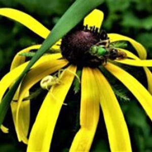 bugs on yellow petals