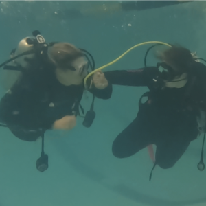 two divers in the water