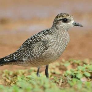 American golden-plovers nest in the Arctic and sub-Arctic of Alaska and Canada, and but instead of heading straight south they head to the East Coast before departing across the ocean for their southern South American wintering grounds. Photo courtesy of Michiel Oversteegen. 