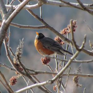 The first returning American robins in spring sometimes have to resort to a variety of foods like these staghorn sumac fruits. Photo by Jeff Wells