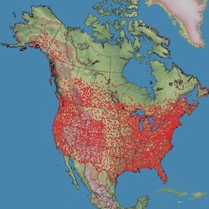 A map showing the start locations of all Breeding Bird Survey routes across the U.S. and Canada. Image courtesy of USGS Eastern Ecological Science Center.