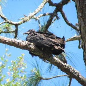 This photo of a black vulture was taken in Florida, but the species is occurring more frequently common in Maine. (Photo courtesy of Allison Wells)