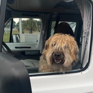 Dolly (Photo by Rick Cronin)