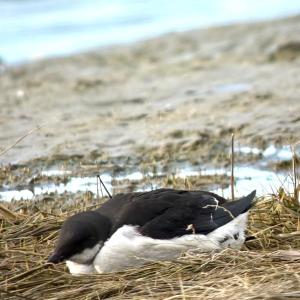 One of several dovekies that floated in at Parsons Beach in Kennebunkport after the bomb cyclone of February 2026. This bird later made its way on its own back out to sea; hopefully, it found food and recovered. Photo courtesy of Magill Weber