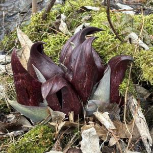Skunk Cabbage