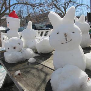 Snow bunnies! Photo by Kay Stephens