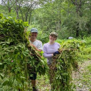 Invasive species removal