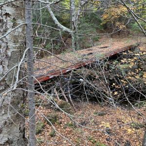 leaf-covered walkway in the woods