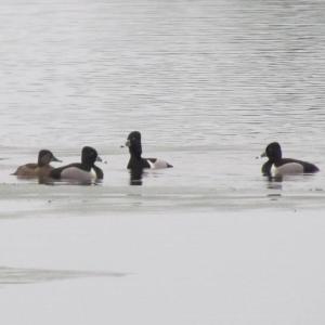 Ring-necked ducks cram into the small spaces of open water in otherwise frozen Central Maine lakes in March as they begin their spring journeys to the north. Photo by Jeff Wells