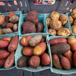 bins of potatoes