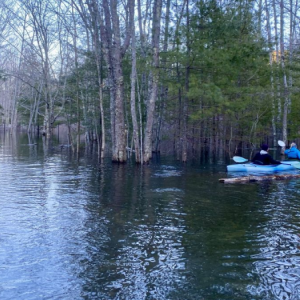 people kayaking past trees