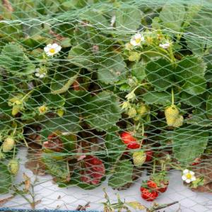 strawberry plants under chicken wire