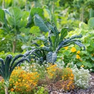 upclose view of plants in a garden