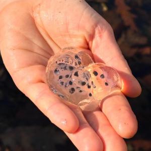 hand holds egg mass