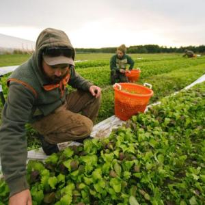 farmers picking crop