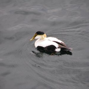 When you see a common eider on the Maine coast, have you ever considered the name "eider" comes from the Old Norse language? Photo courtesy of Jeff Wells. 
