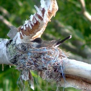 Eastern Kingbird