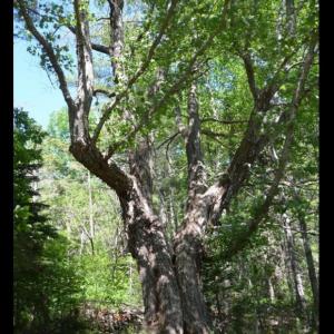 Pen Bay Pilot photo of maple tree