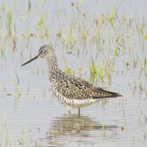 Both greater yellowlegs, like the one in this photo, and its close relative the lesser yellowlegs, can be found in the Seal River Watershed of northern Manitoba - and also here in Maine. Photo courtesy of Jeff Wells.