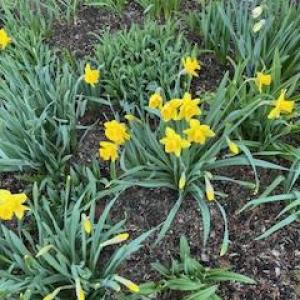 The colors of spring (Photo courtesy Susan Kanellakis)