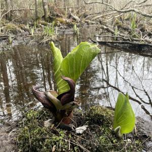 cabbage-like growth in front of a puddle