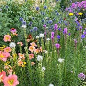 perennials in a garden