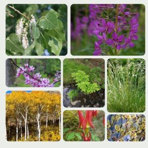 Photo collage of plants