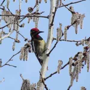 One of only two migratory woodpecker species in eastern North America, the yellow-bellied sapsucker begins arriving in Maine in April. (If you're wondering, the other migratory woodpecker in the eastern U.S. is the northern flicker.) Photo courtesy of Jeff Wells.