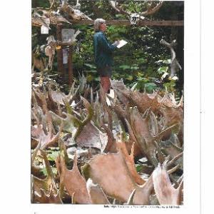 woman sketching among antlers