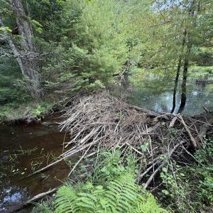 beaver dam 