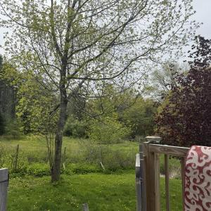 Tree line