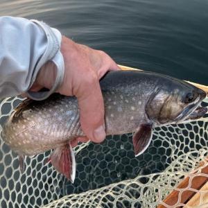 trout being put in net