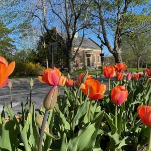 Hundreds of Tulips Create a Carpet of Color at the Camden Traffic Island