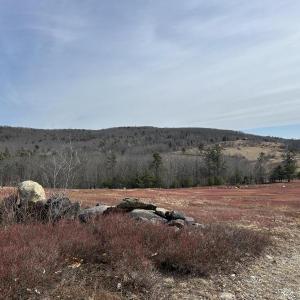 A blueberry field on Beech Hill Road in Northport could be home to an RV resort and home to agricultural tourism. (Photo by Lynda Clancy)