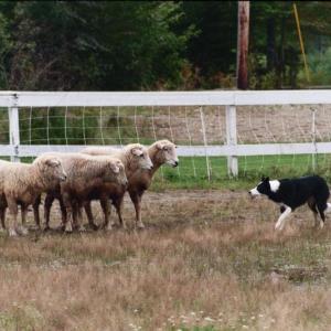 dog herding sheep