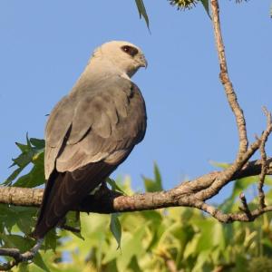 Mississippi kites are a species that most people would associate with the southeastern U.S., but a small, isolated breeding colony now exists in southern New Hampshire. Photo by Wildreturn courtesy of Wikimedia Commons.