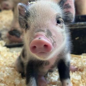 piglet